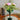Emerald Green Jack in the Pulpit Art Glass Vase